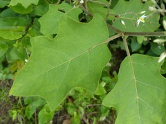 Solanum torvum image