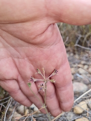 Pelargonium pilosellifolium