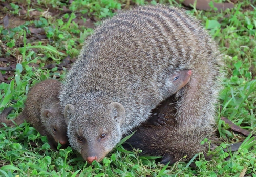 Banded Mongoose
