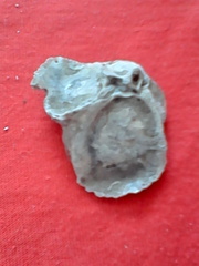 Crassostrea rhizophorae