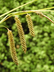 Carex cockayneana
