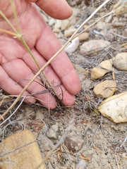 Pelargonium pilosellifolium