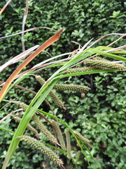 Carex cockayneana