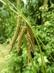 Carex cockayneana
