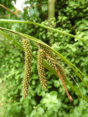 Carex cockayneana