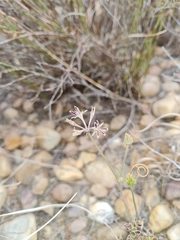 Pelargonium pilosellifolium