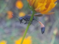 Ammophila placida