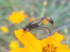 Ammophila placida
