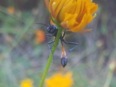 Ammophila placida
