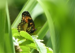 Chlosyne lacinia saundersi