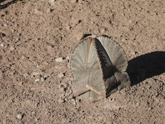 Astrophytum coahuilense