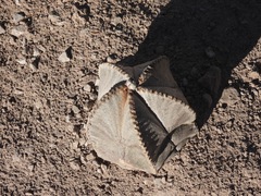 Astrophytum coahuilense