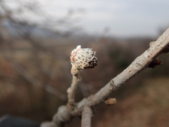 Andricus caliciformis