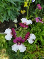 Nemesia strumosa