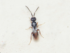 Megaspilidae