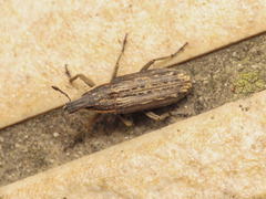 Mecaspis emarginata