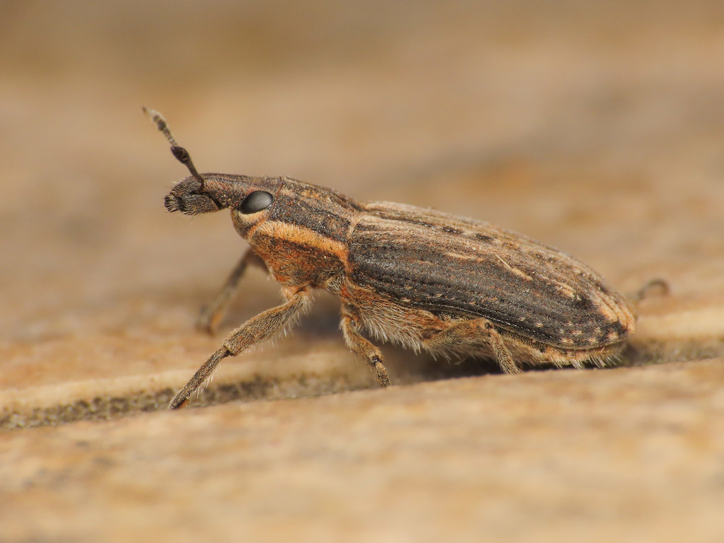 Mecaspis emarginata