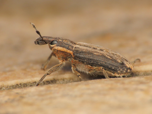 Mecaspis emarginata