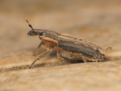 Mecaspis emarginata