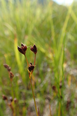 Juncus alpinoarticulatus nodulosus