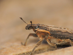 Mecaspis emarginata
