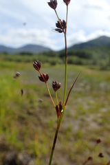 Juncus alpinoarticulatus nodulosus