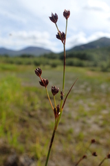 Juncus alpinoarticulatus nodulosus