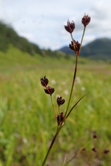 Juncus alpinoarticulatus nodulosus
