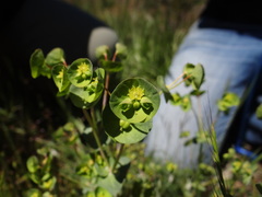 Euphorbia crenulata