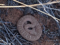Crotalus oreganus concolor
