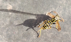 Polistes dominula