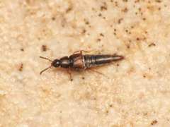 Oxypoda acuminata