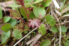 Packera heterophylla