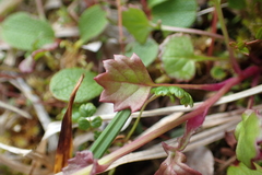 Packera heterophylla