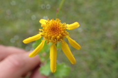 Packera heterophylla