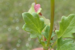 Packera heterophylla