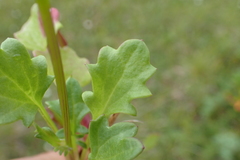 Packera heterophylla