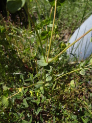 Euphorbia crenulata