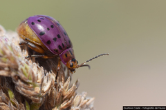 Alagoasa vigintiseptemmaculata