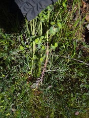 Euphorbia crenulata