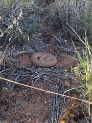 Crotalus oreganus concolor