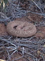 Crotalus oreganus concolor
