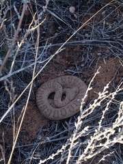Crotalus oreganus concolor