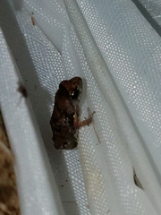 Eleutherodactylus campi