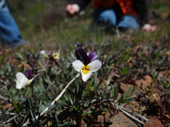 Viola hallii