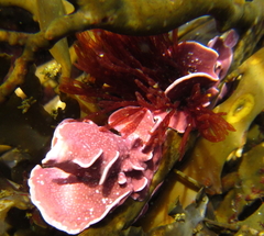 Lithophyllum carpophylli