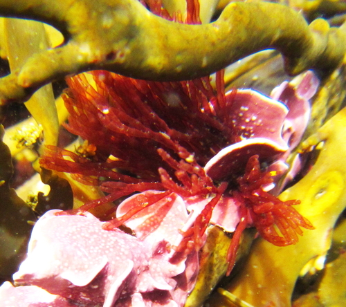 Representative image of Griffithsia