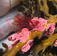 Lithophyllum carpophylli