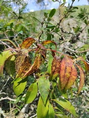 Tripodanthus acutifolius