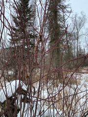 Rosa acicularis acicularis